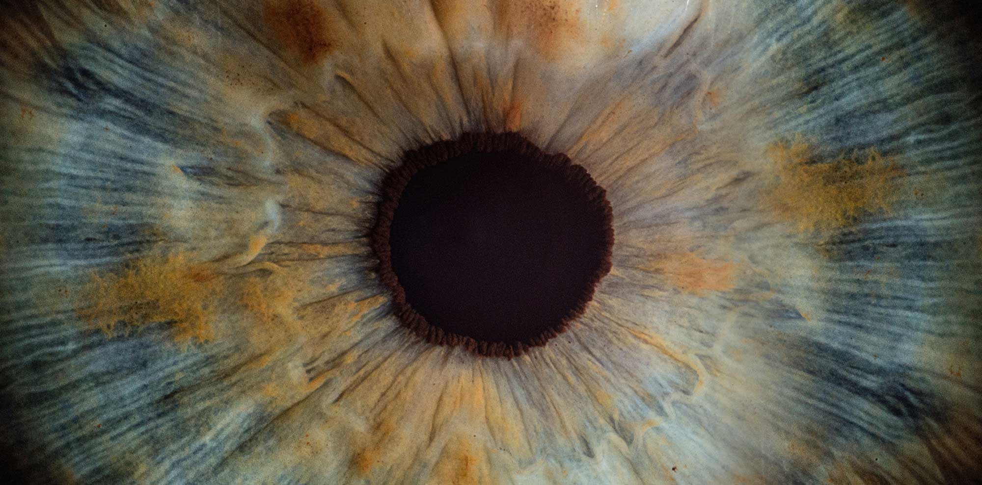 An iris close-up